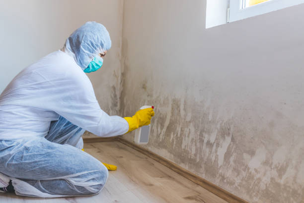 Licensed Black Mold Remediation service in Goodrich, MI - 24 Hour Mold Removal