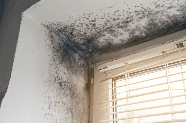 Affordable Black Mold Remediation solutions in Goodrich, MI
