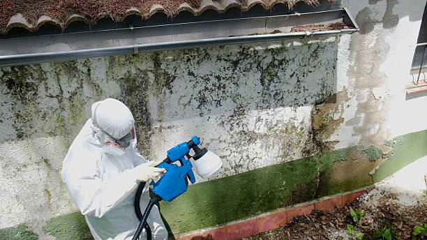 Top rated local Black Mold Remediation specialists in Goodrich, MI
